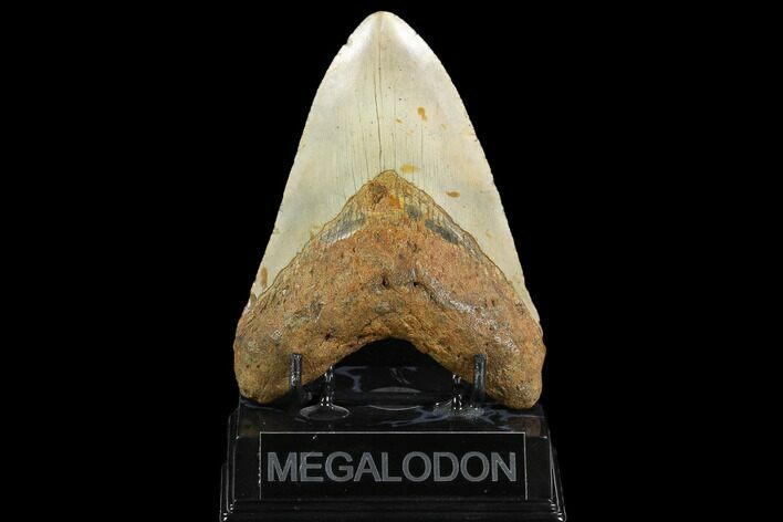 Fossil Megalodon Tooth - North Carolina #124388